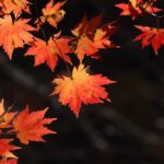 autumn-leaves-3780623_1920