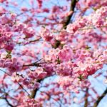 cherry-blossom-1318258_960_720