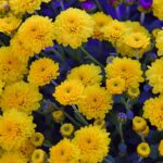 yellow-chrysanthemum-3767563_960_720